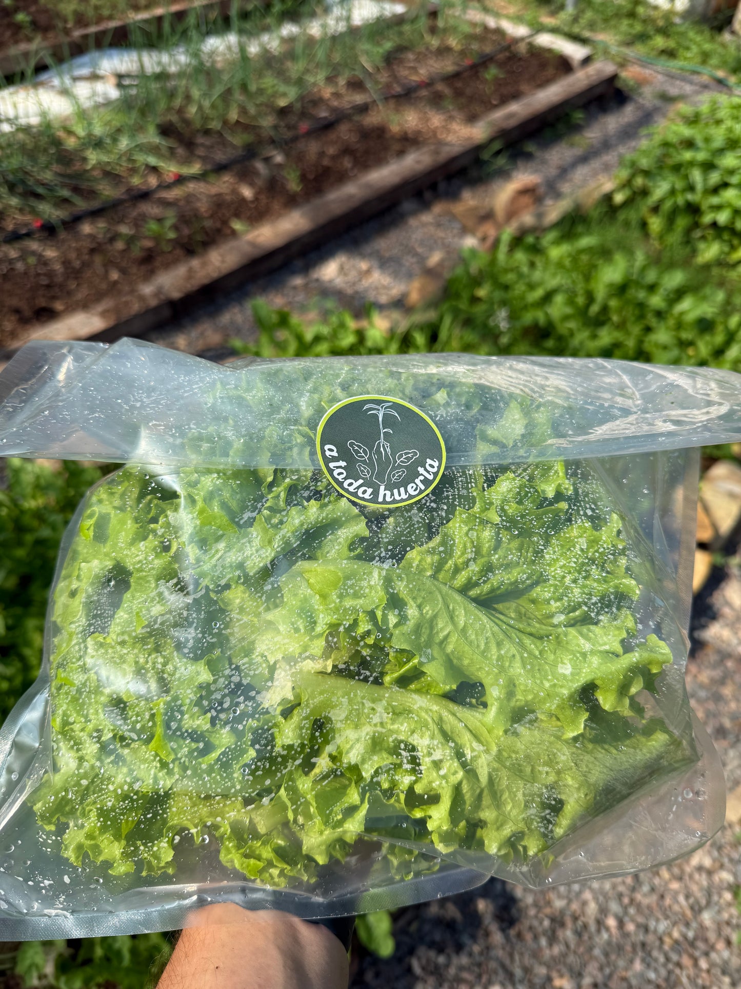Lechuga Verde por paquete