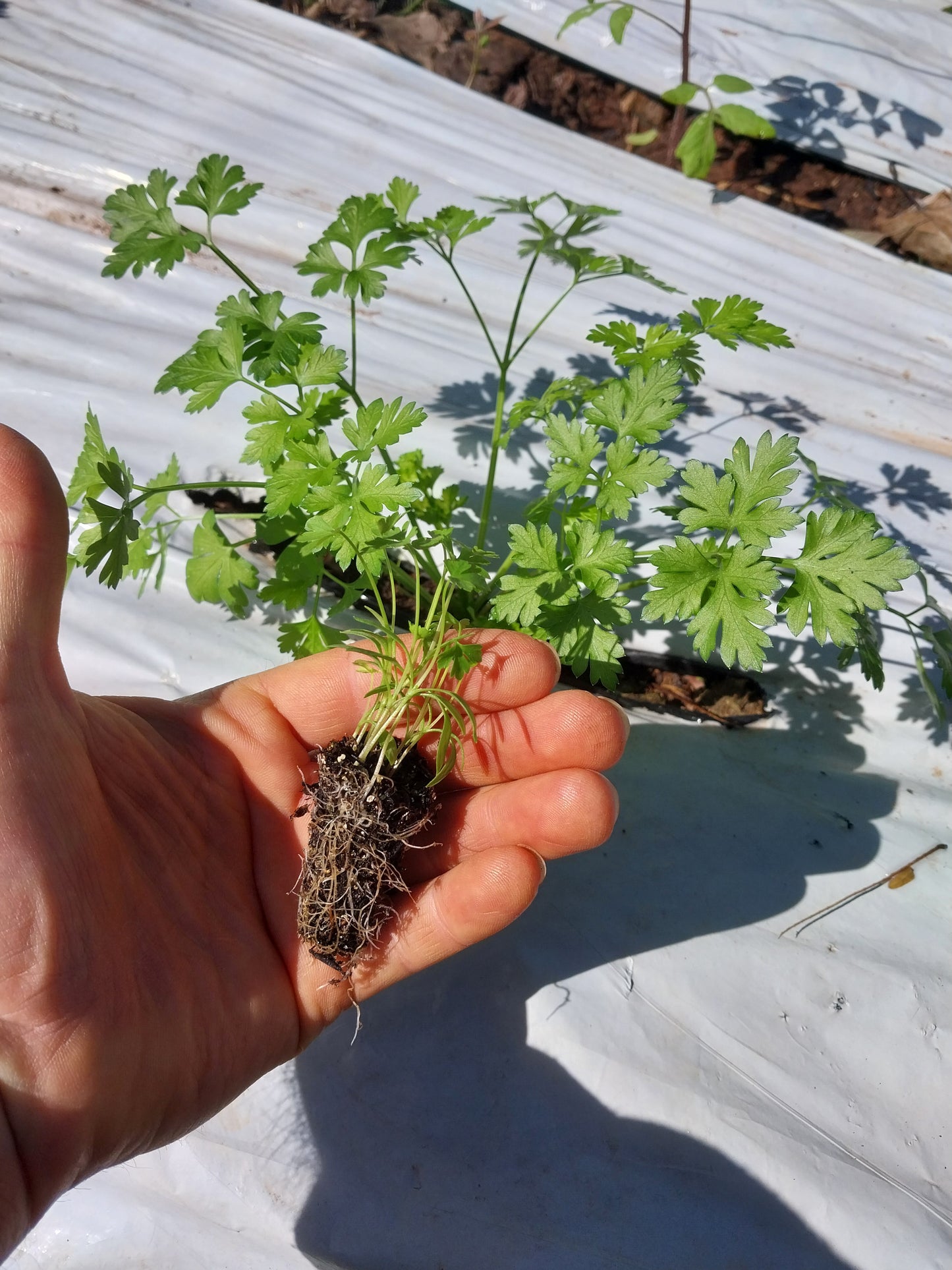 Plantin de Perejil