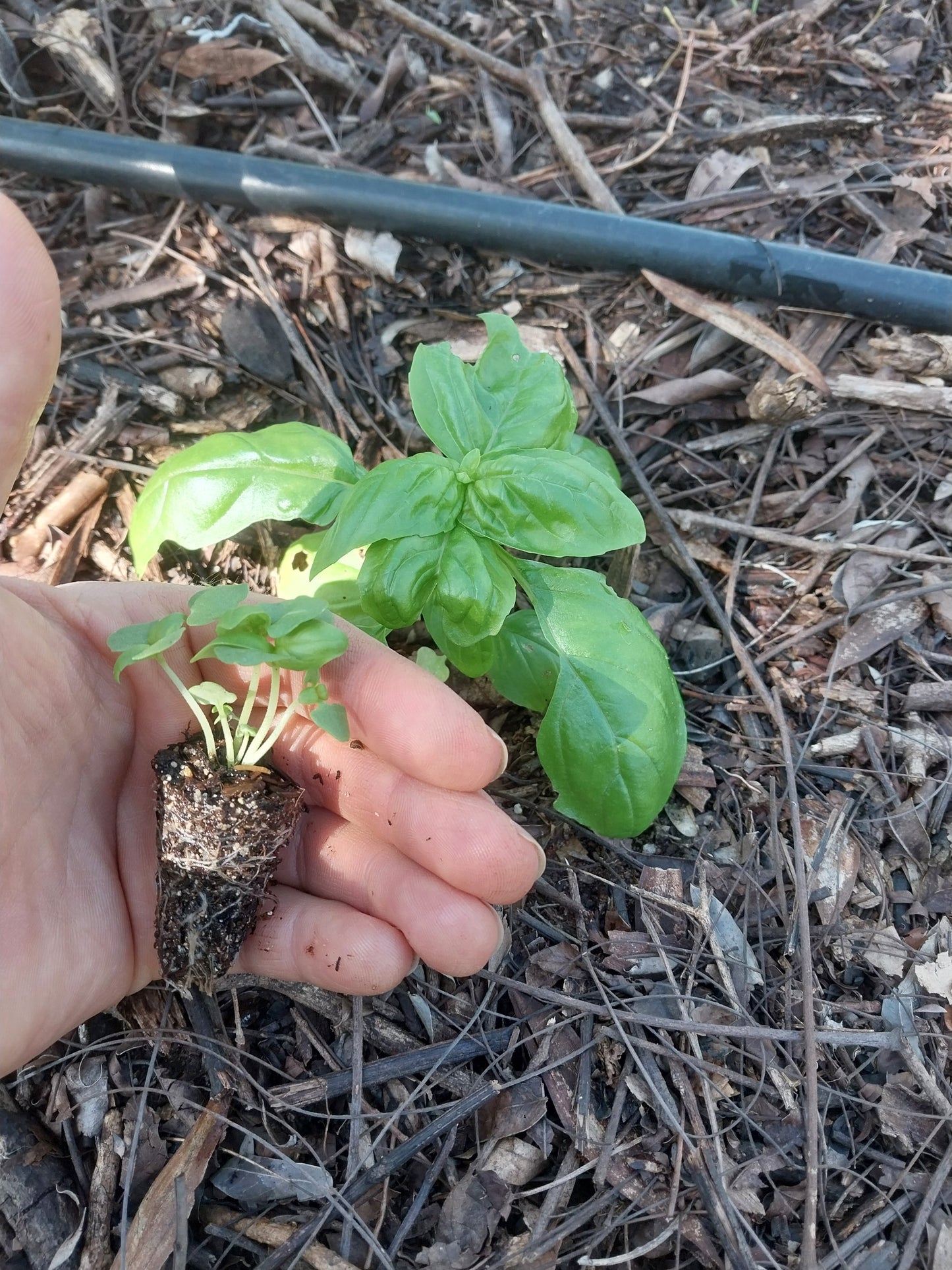Plantín de Albahaca Sweet Genovese