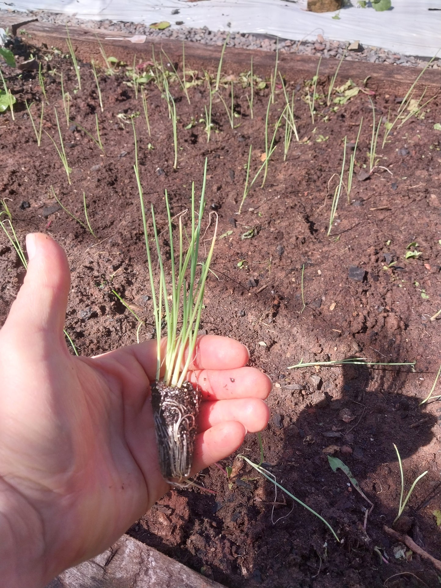 Plantin de Cebolla Morada
