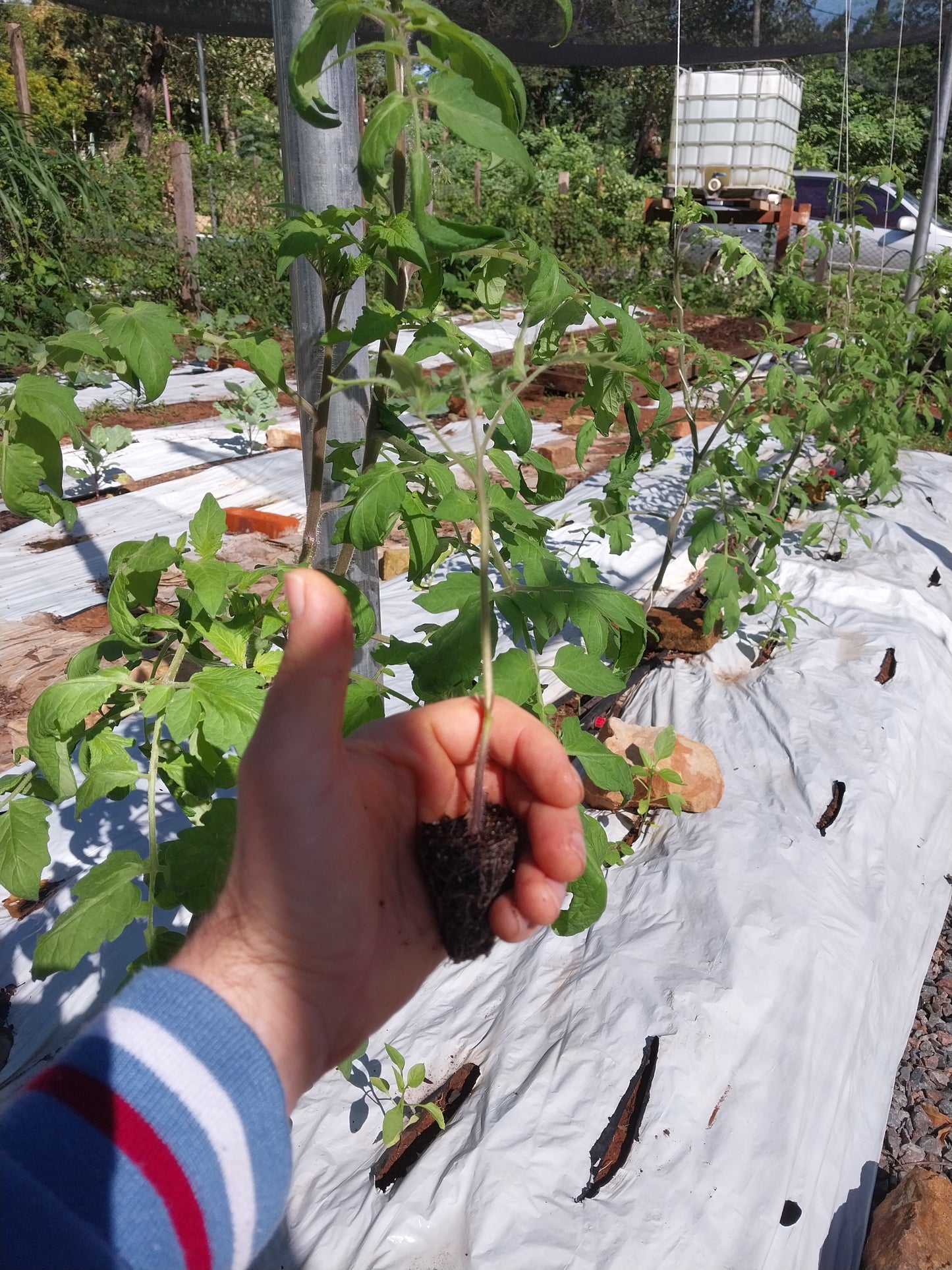Plantin de Tomate Lisa