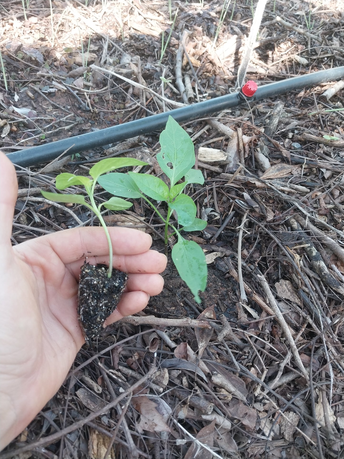Plantin de Locote Verde