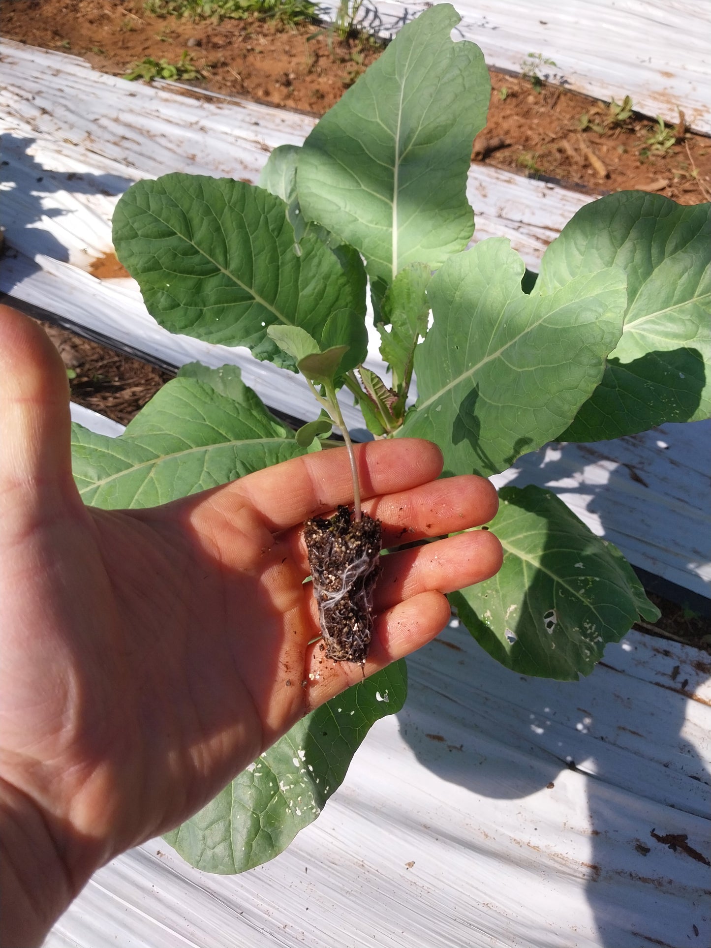 Plantin de Coliflor