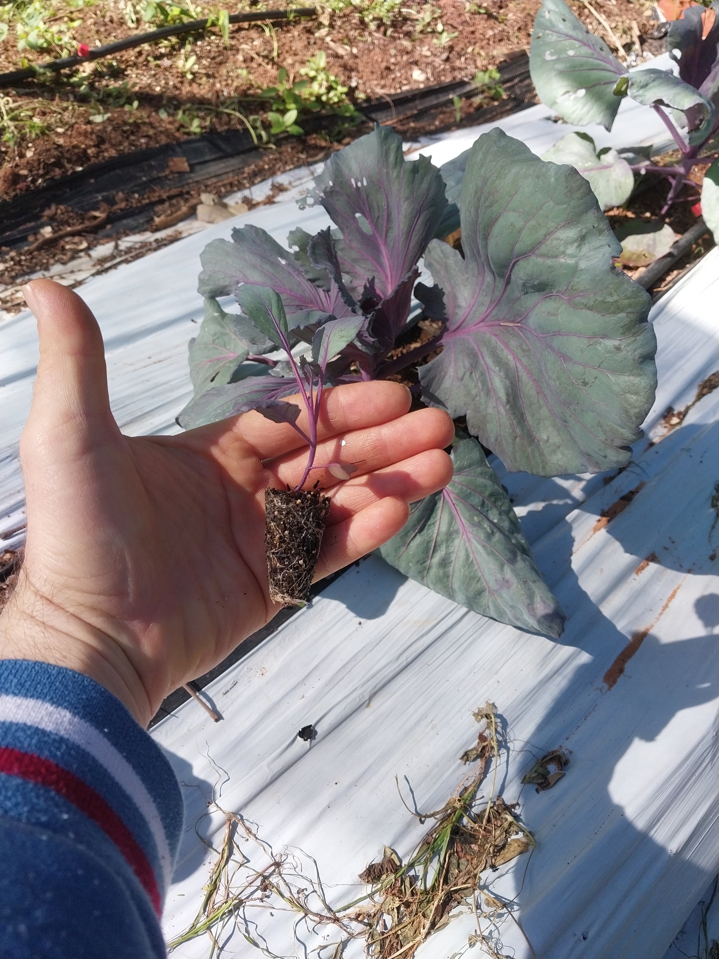 Plantin Repollo Morado