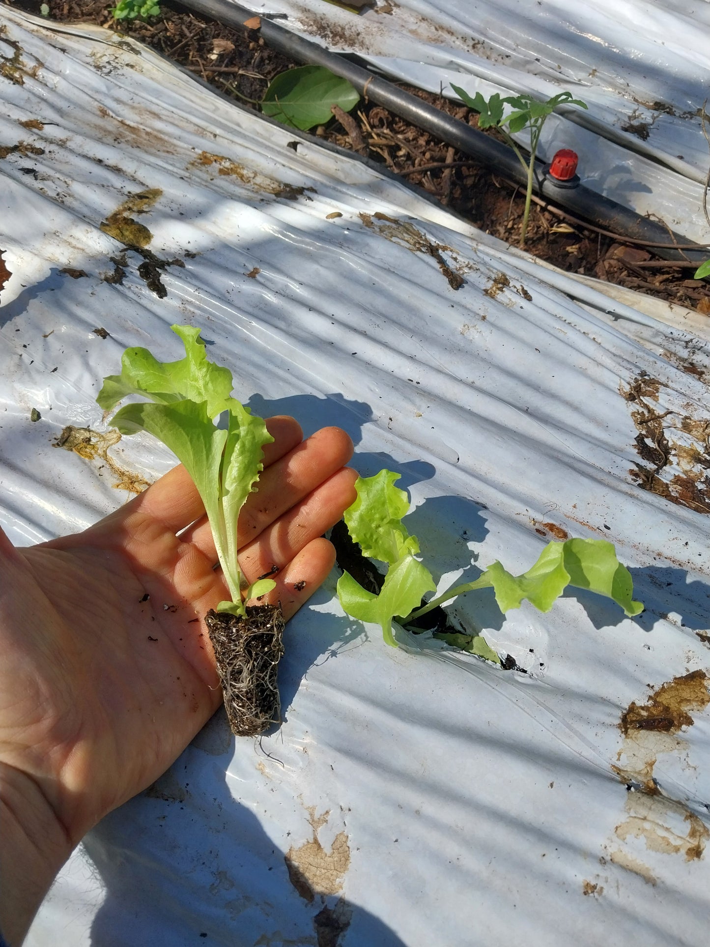 Plantines de Lechuga Verde
