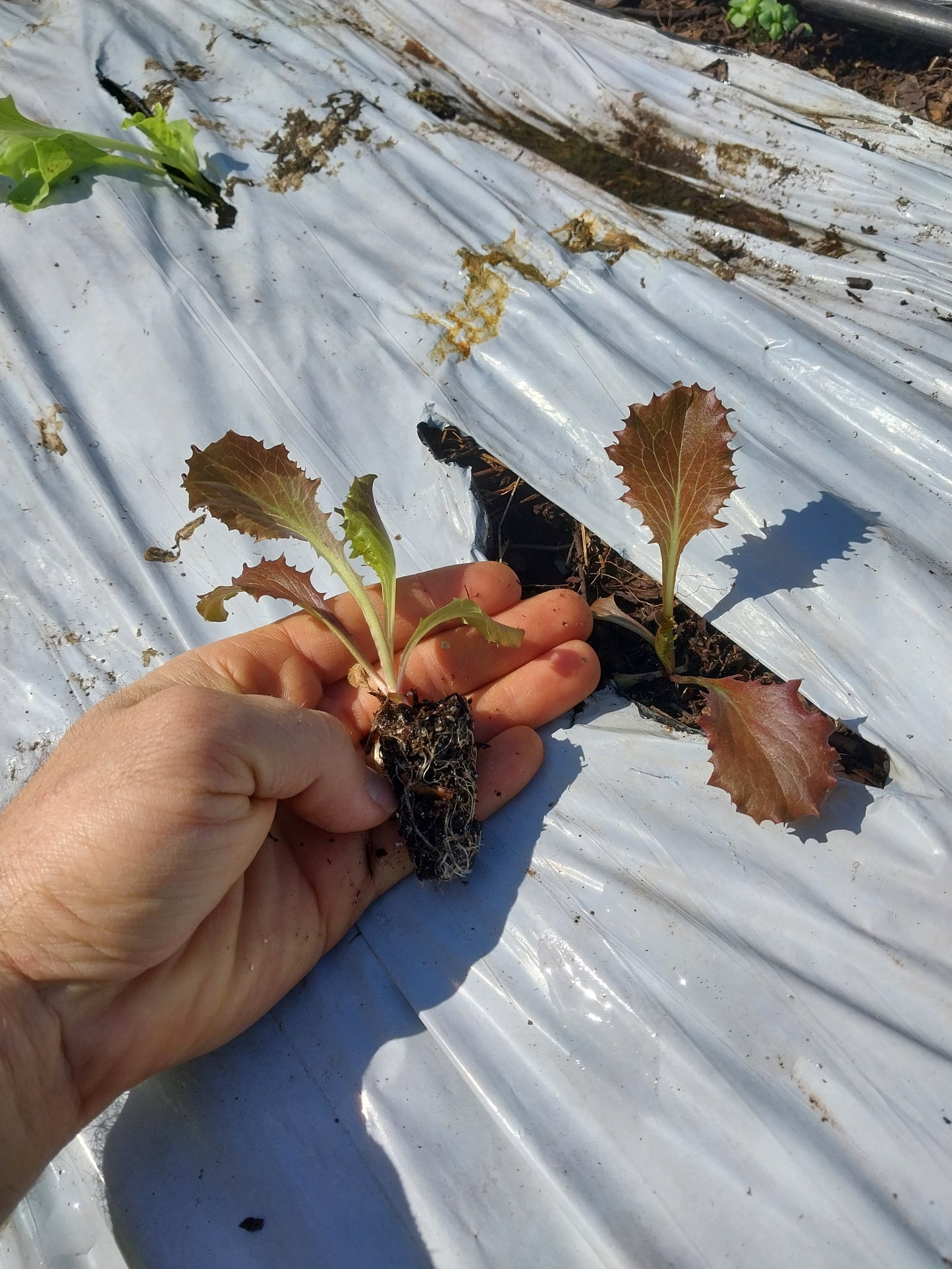 Plantines de Lechuga Morada
