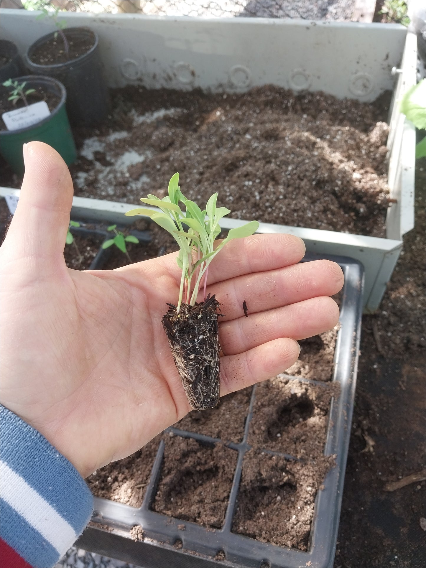 Plantin de Acelga