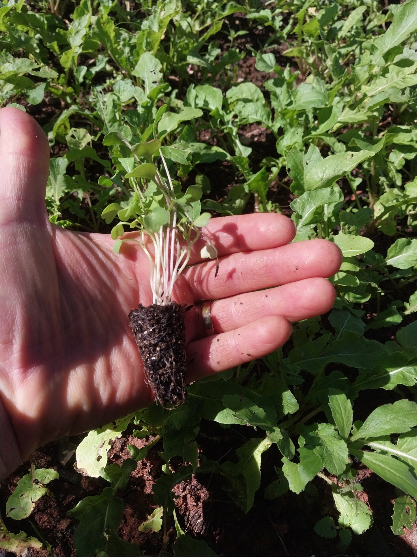 Plantin de Rúcula
