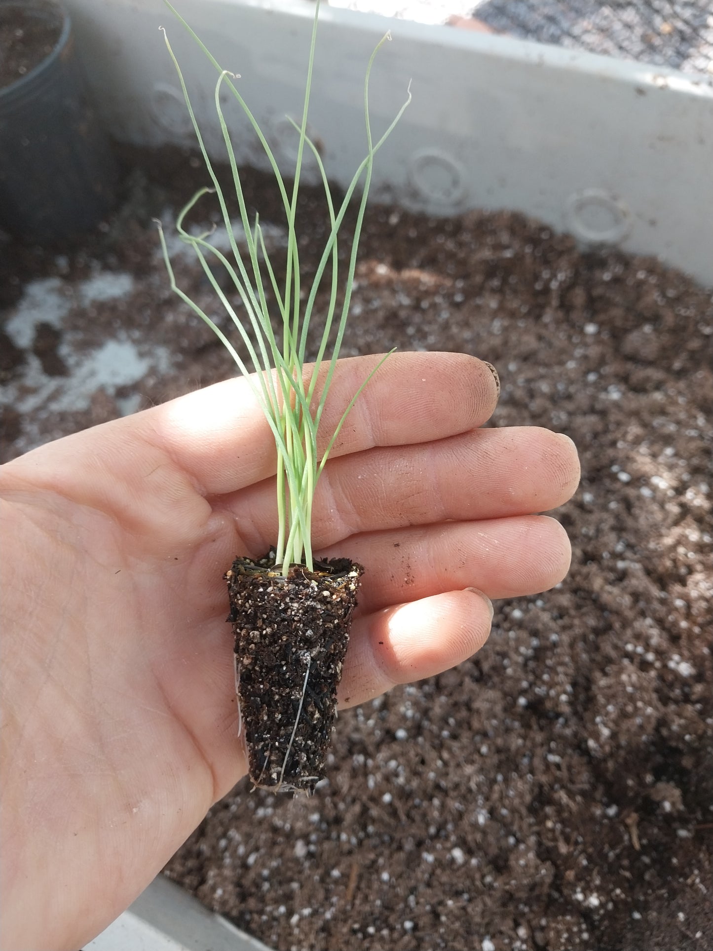 Plantines de Cebollita de Verdeo