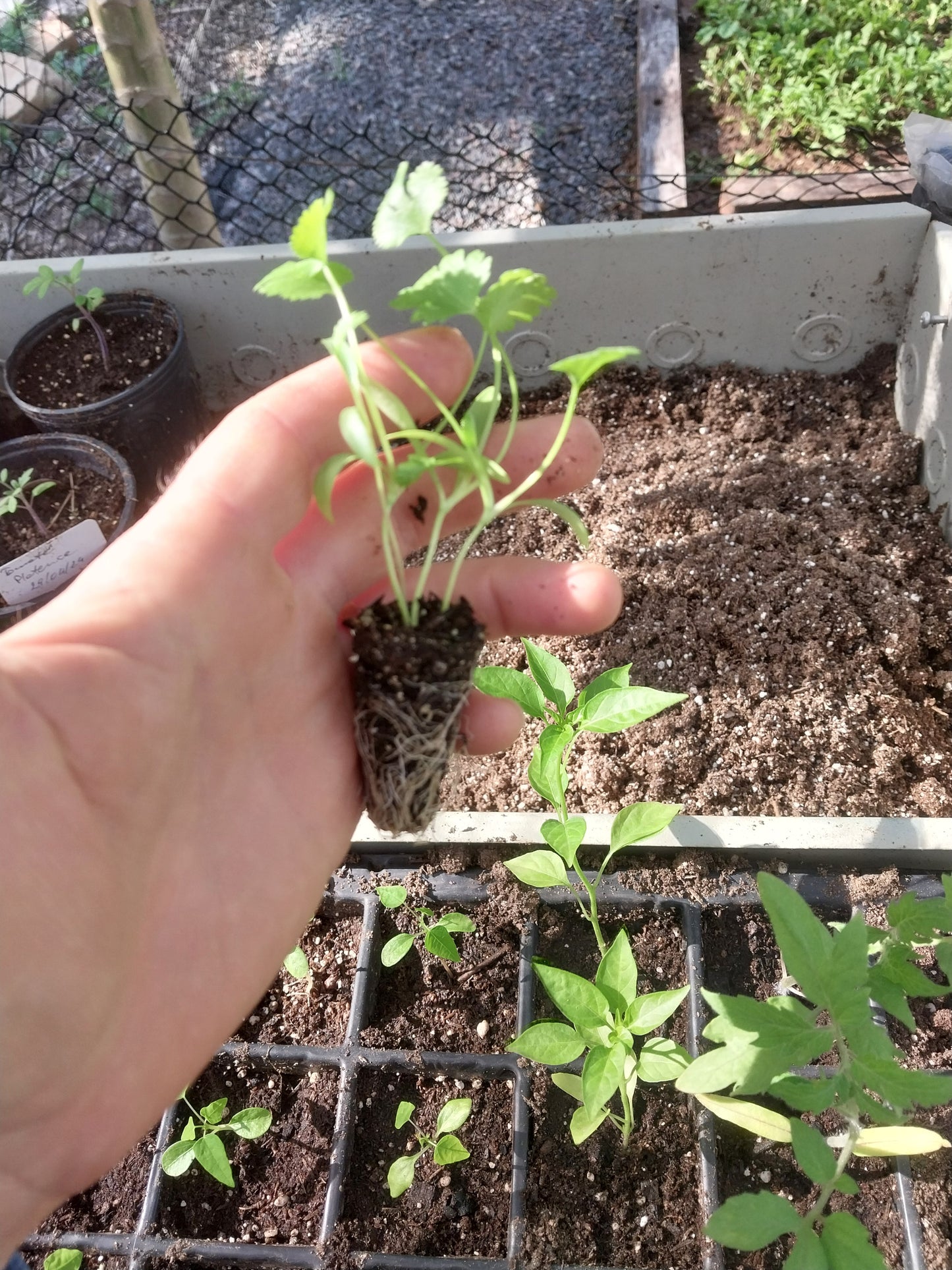 Plantin de Cilantro