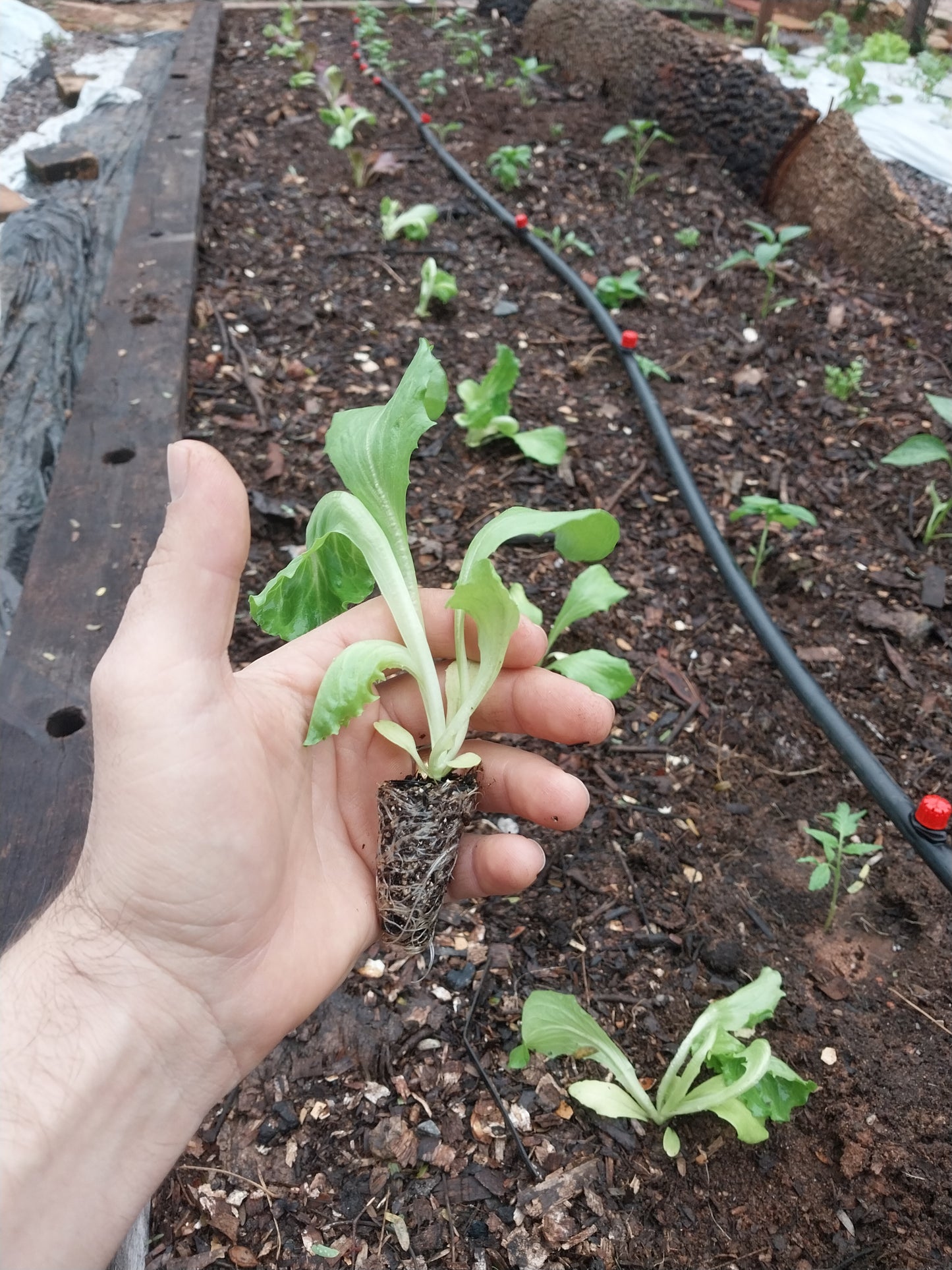 Plantines de Lechuga Repollada (4 unidades)