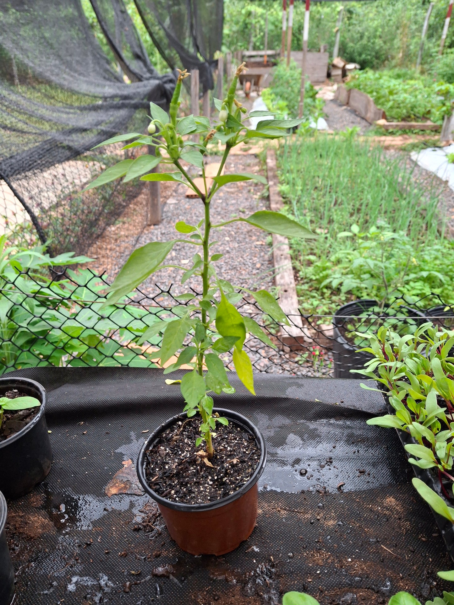 Planta de Ají Green Jalapeño
