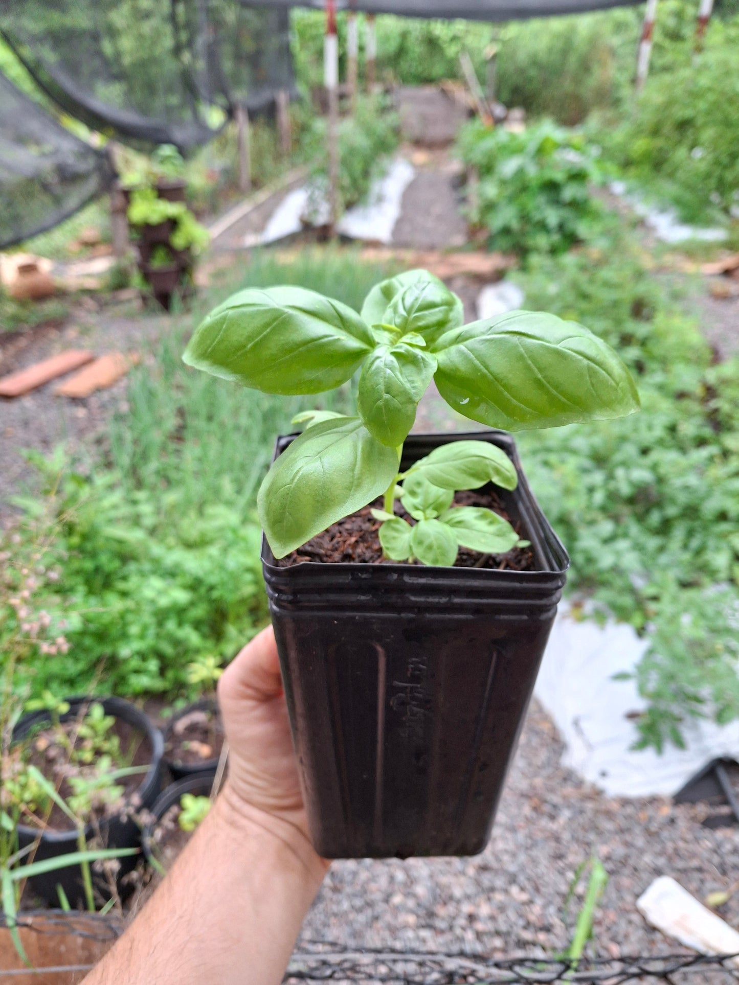 Planta de Albahaca Sweet Genovese