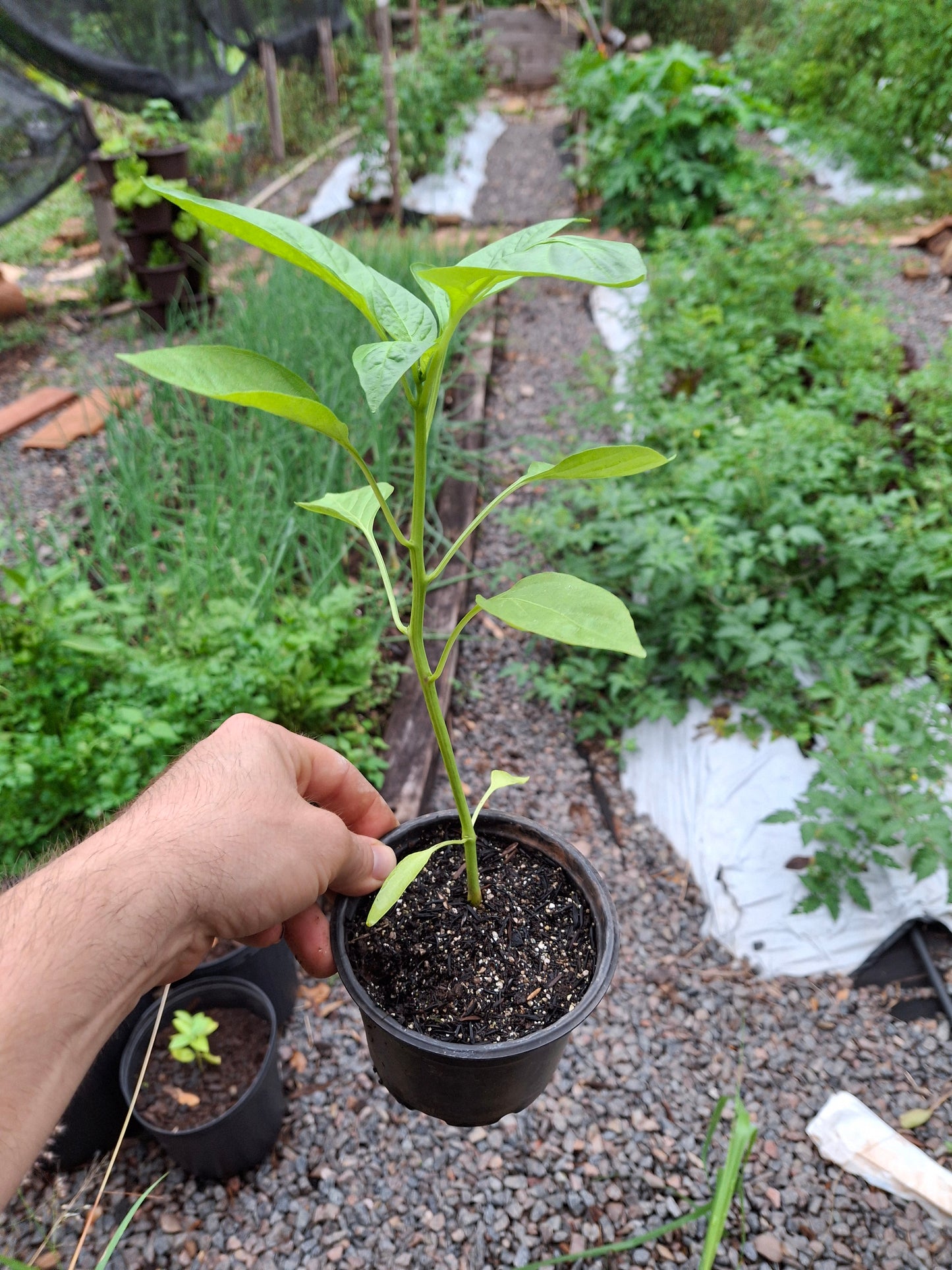 Planta de Locote Verde