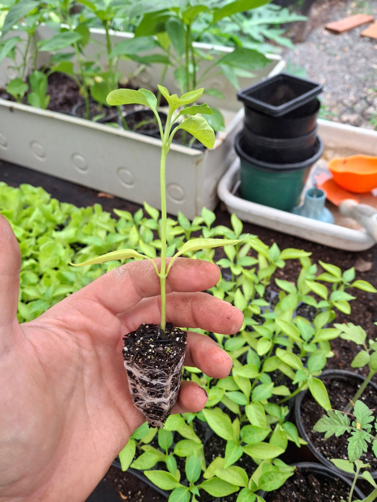 Plantin de Locote Amarillo