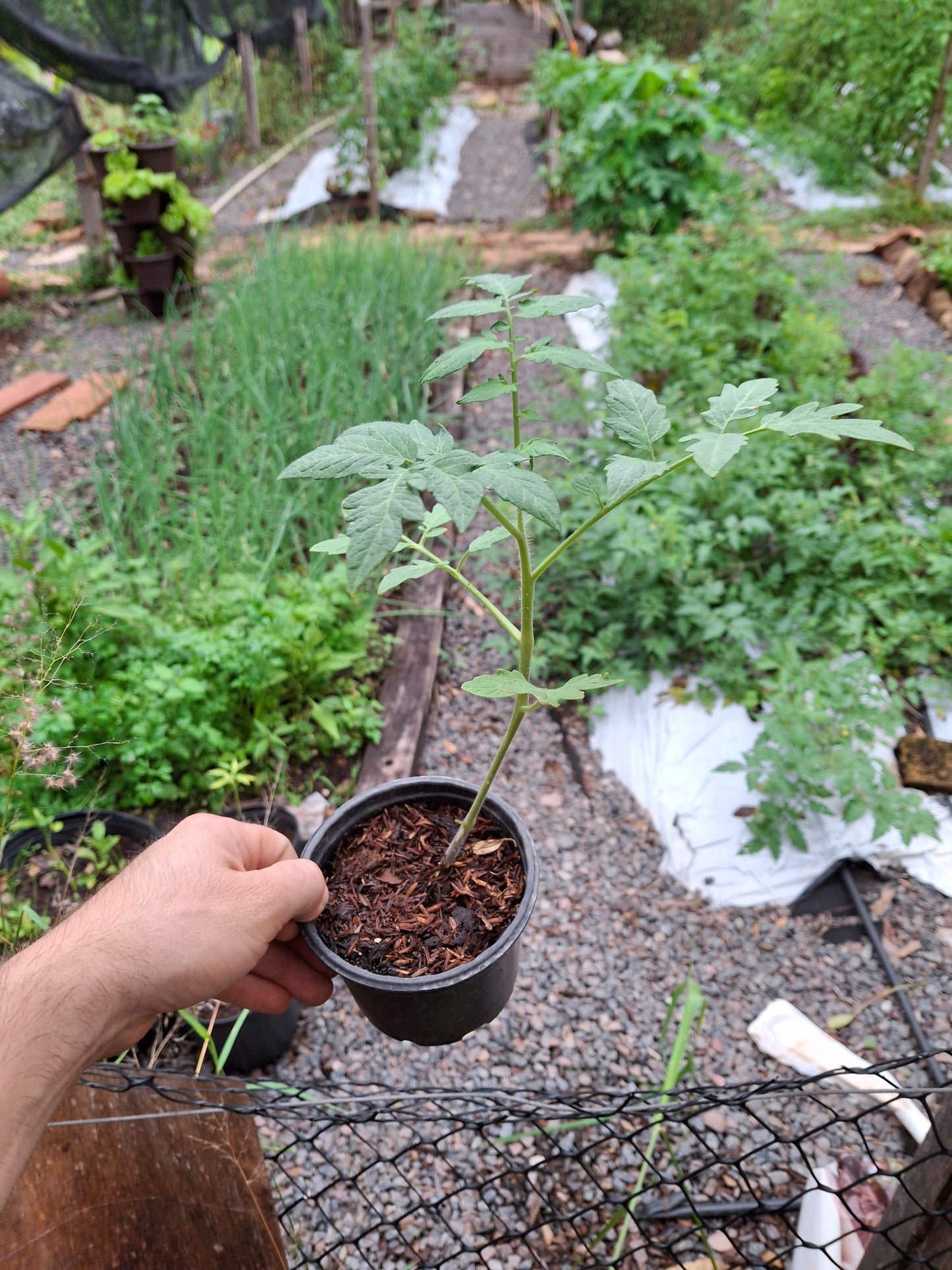 Planta de Tomate Cherry Rojo