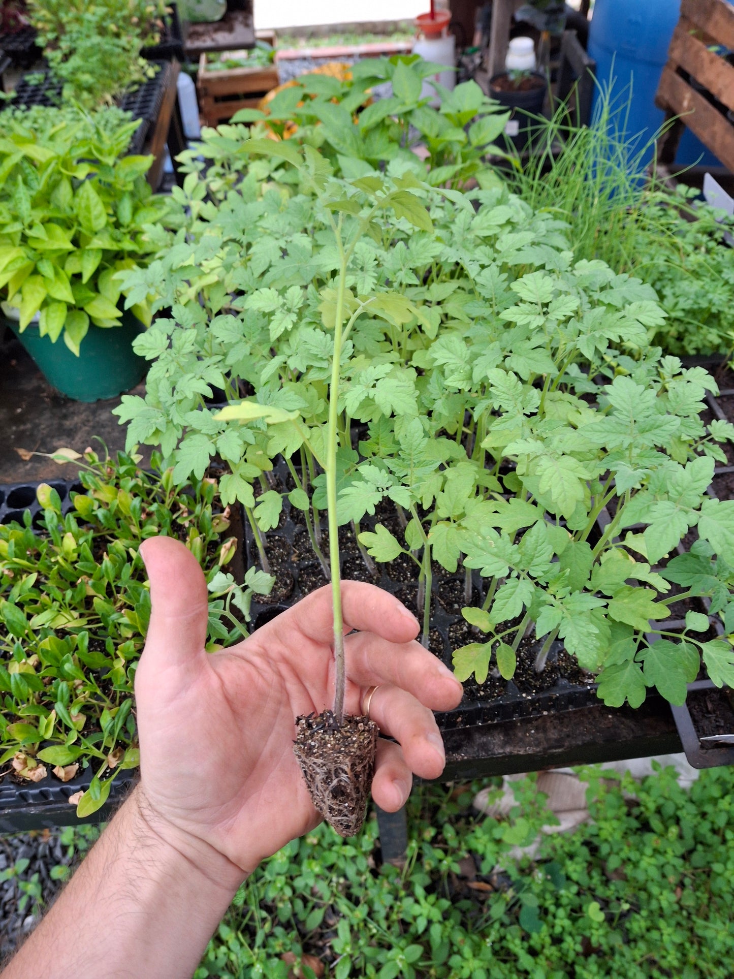 Plantin de Tomate Cherry Rojo