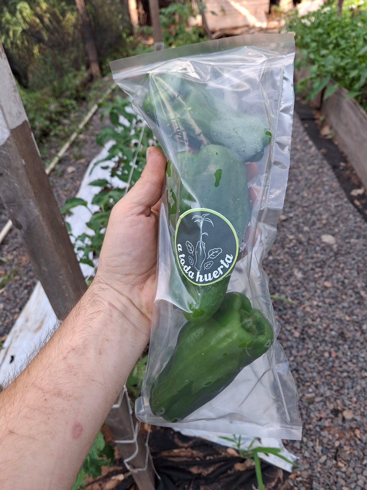 Locote verde