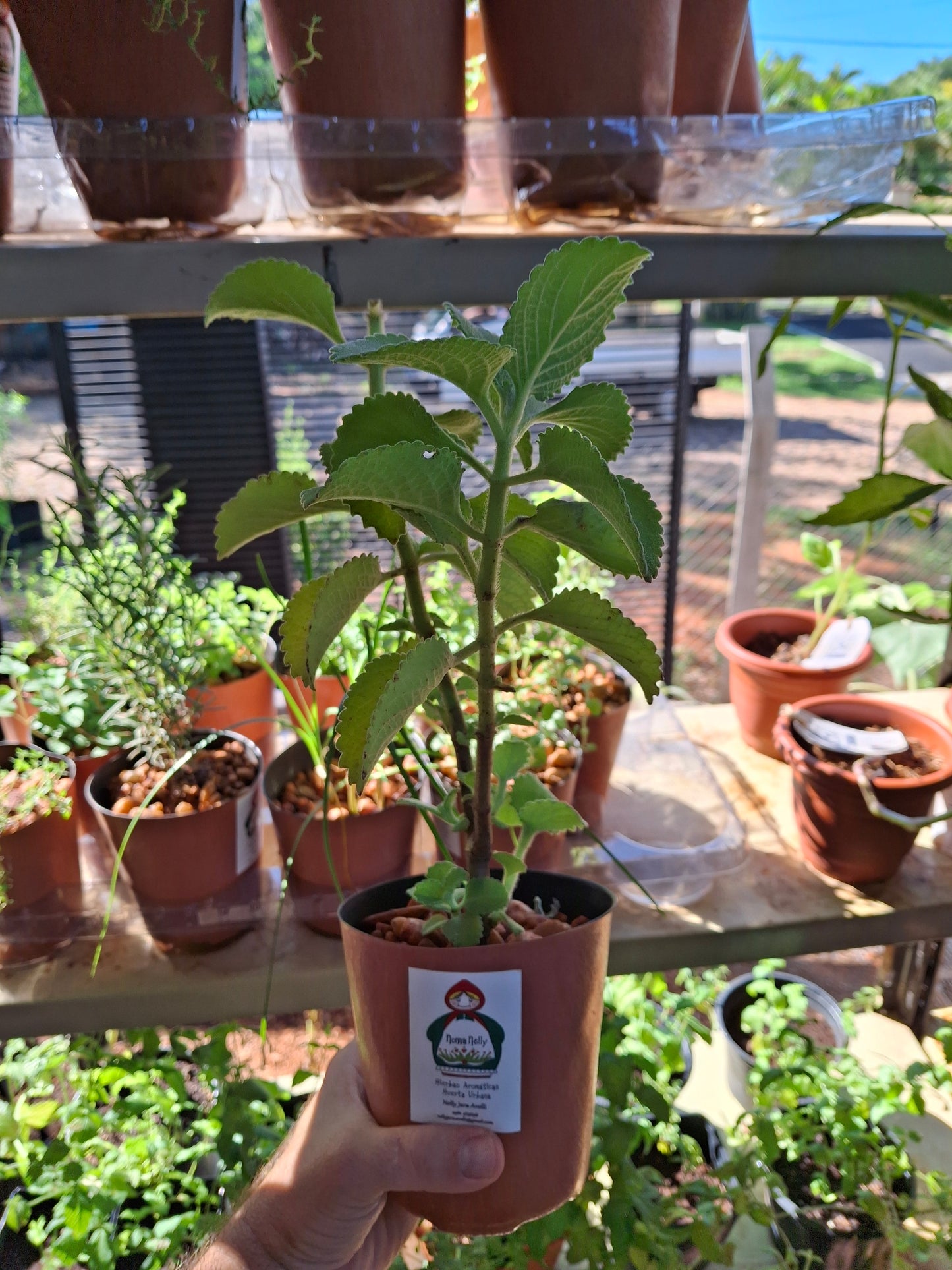 Planta de Oregano Orejon Nonna Nelly