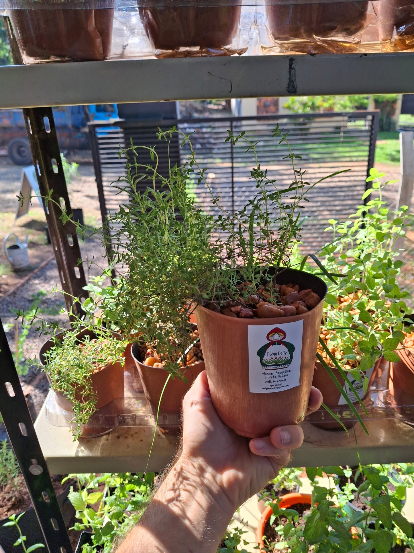 Planta de Tomillo Nonna Nelly