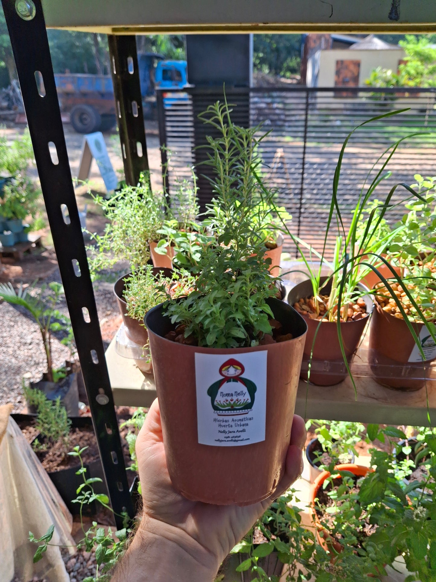Planta de Poleo Nonna Nelly