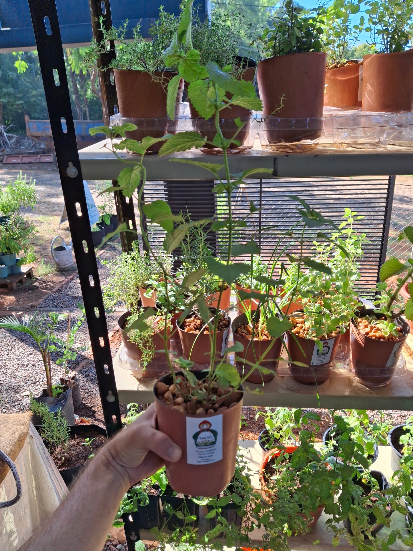 Planta de Stevia Nonna Nelly