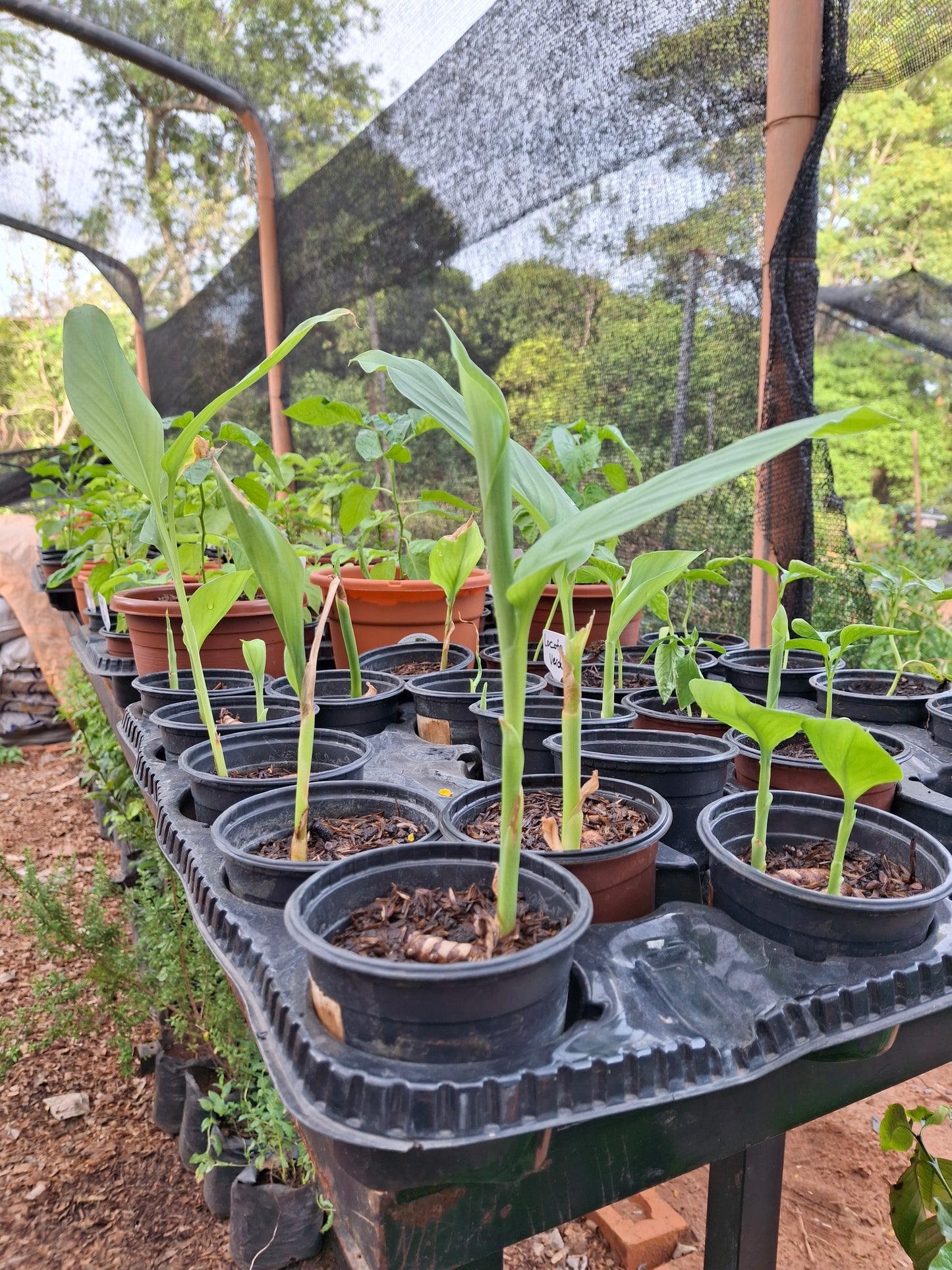 Planta de curcuma