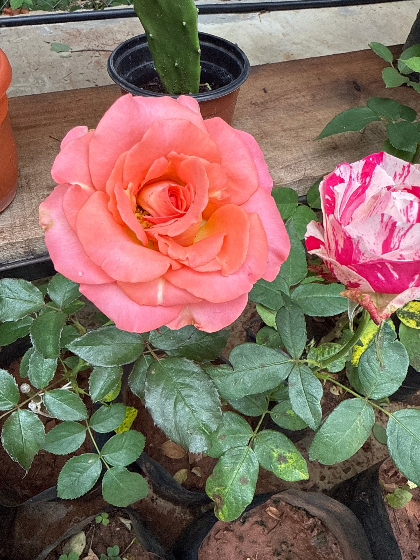 Planta de Rosa