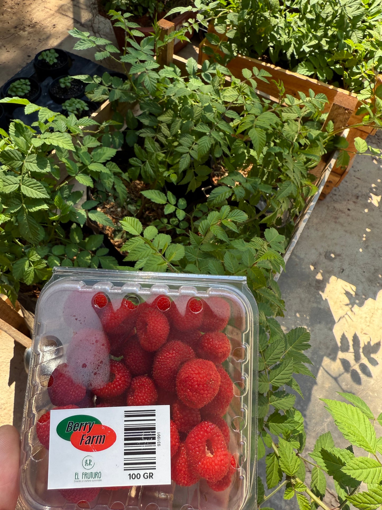 Promo Planta de Frambuesa + Paquete de Frambuesa 100gr