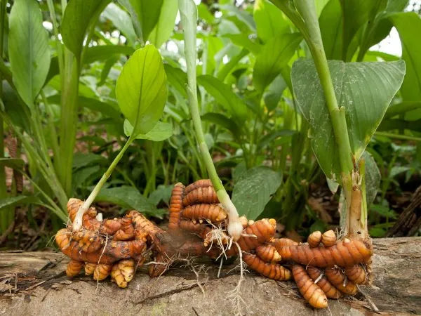 Planta de Cúrcuma