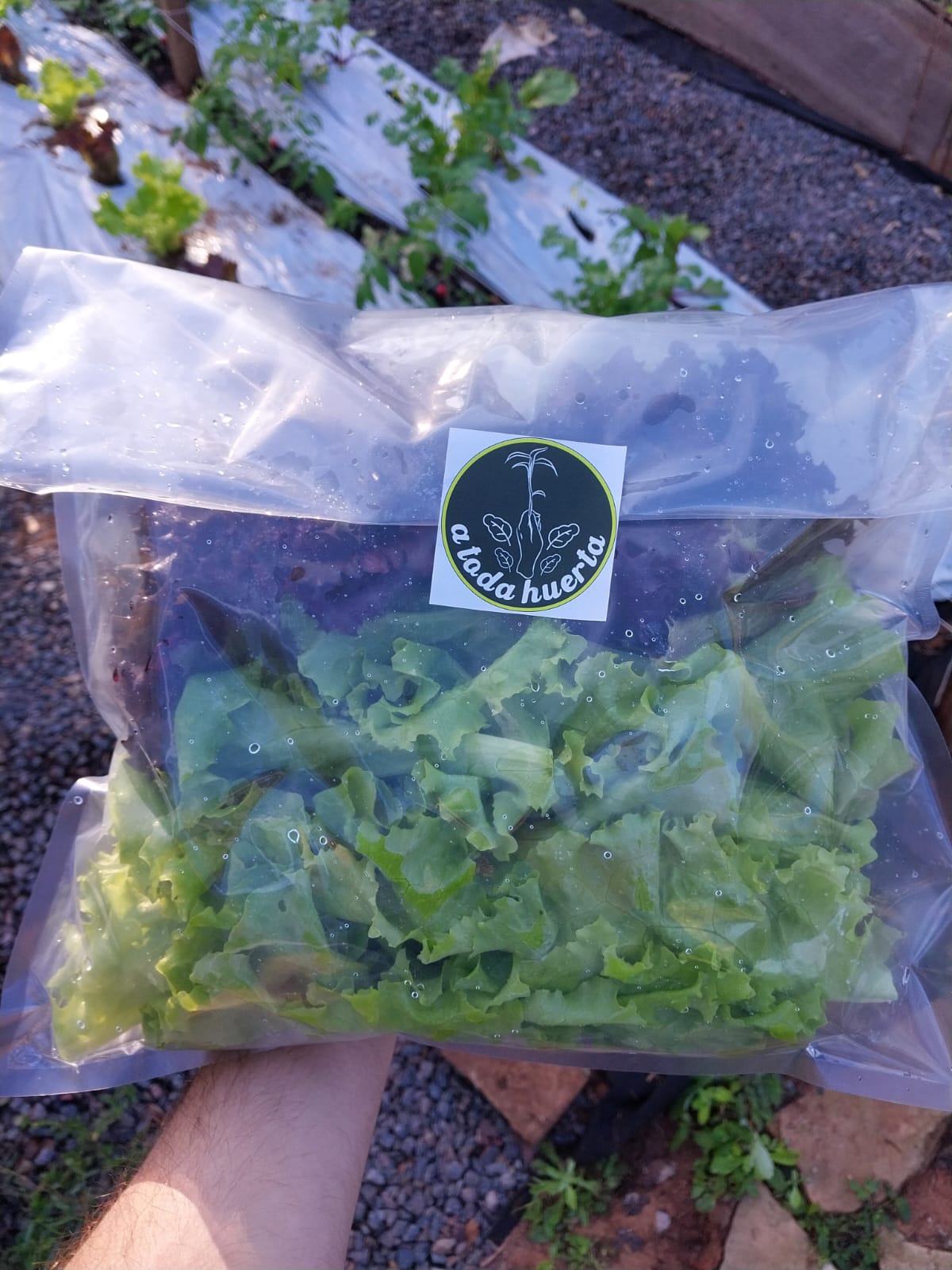 Mix de ensalada