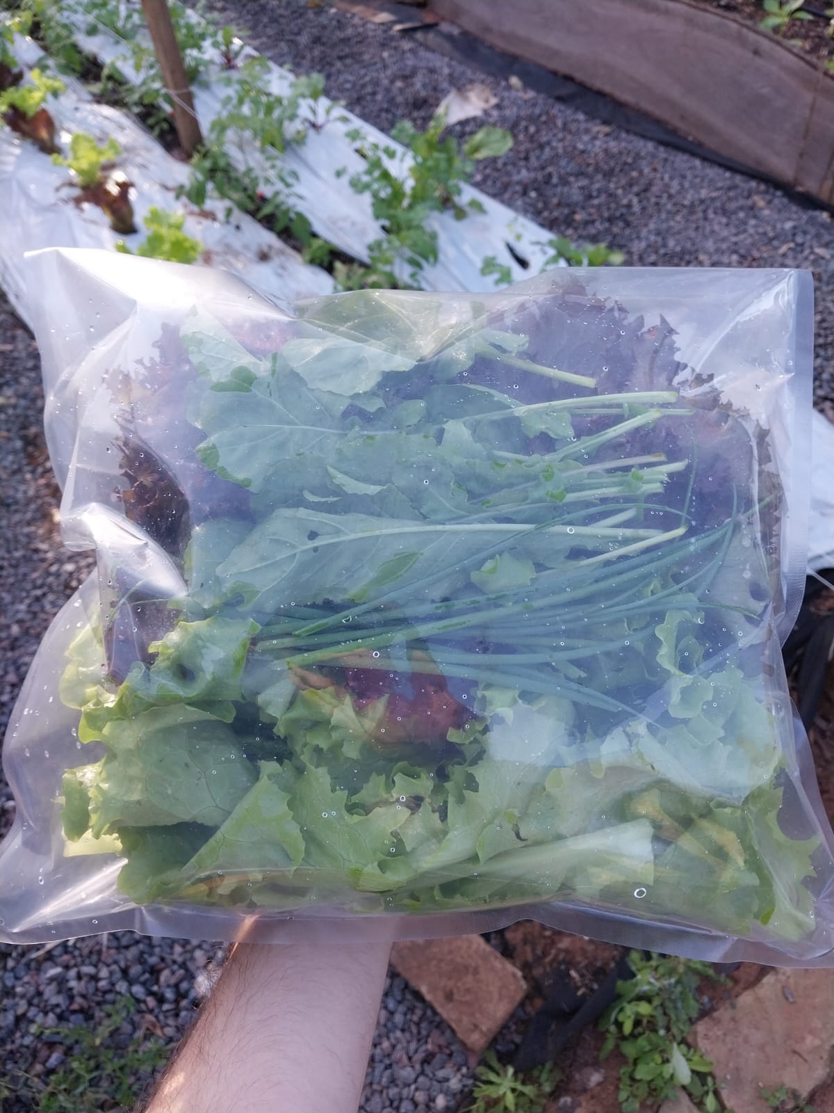 Mix de ensalada