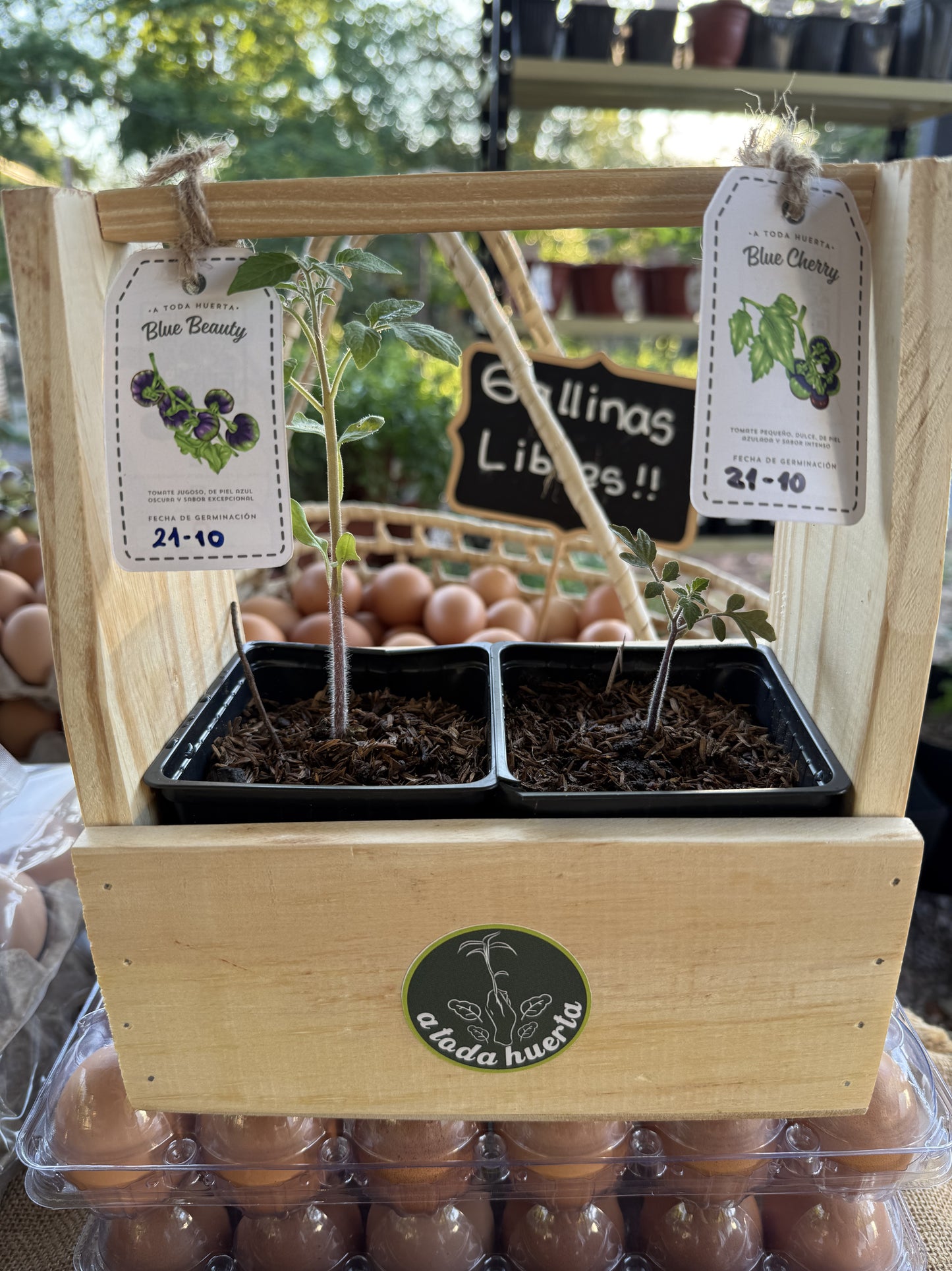 Pack doble Tomates Blue Beauty y Blue Cherry