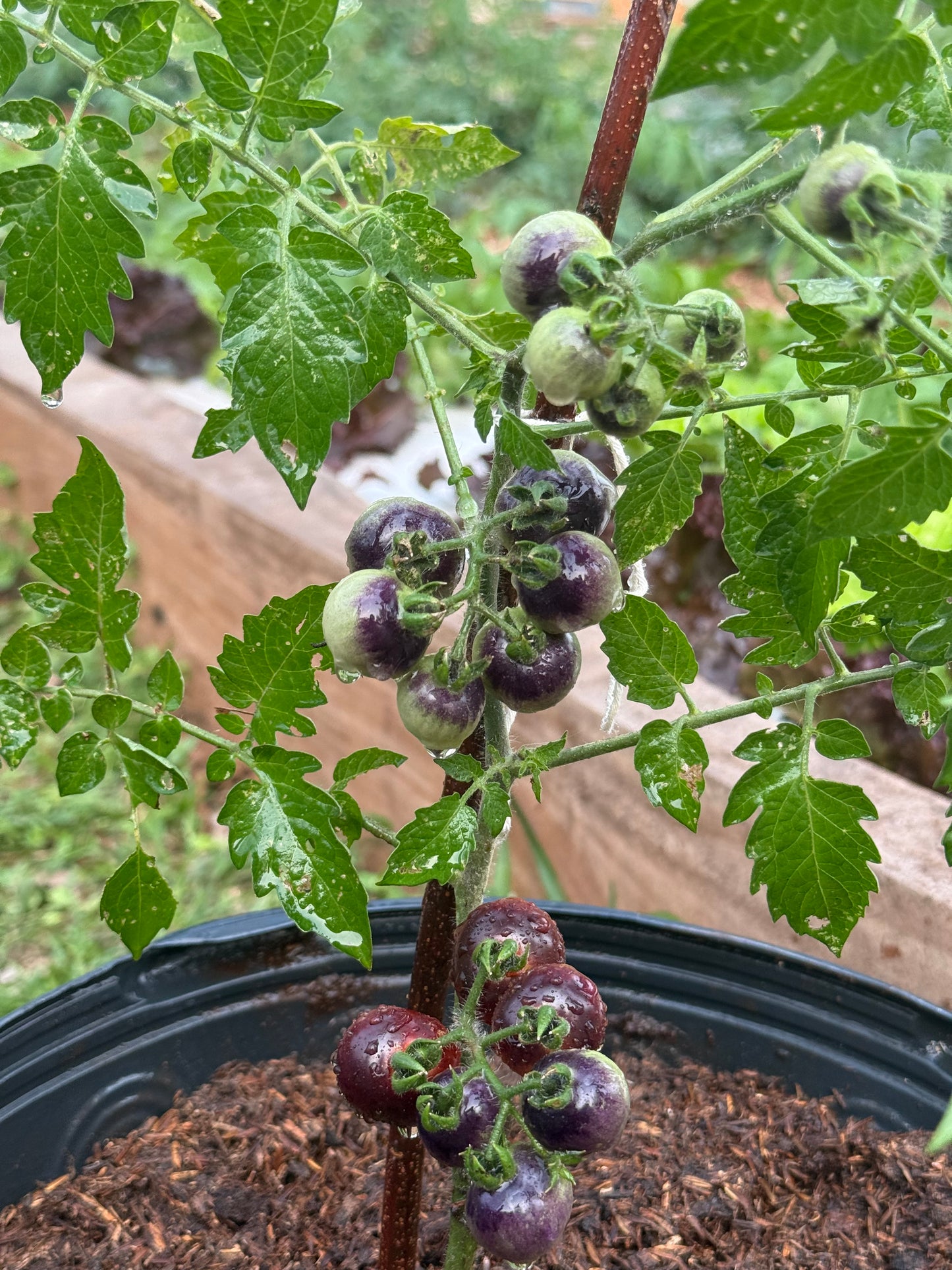 Planta de Tomate Blue Cherry