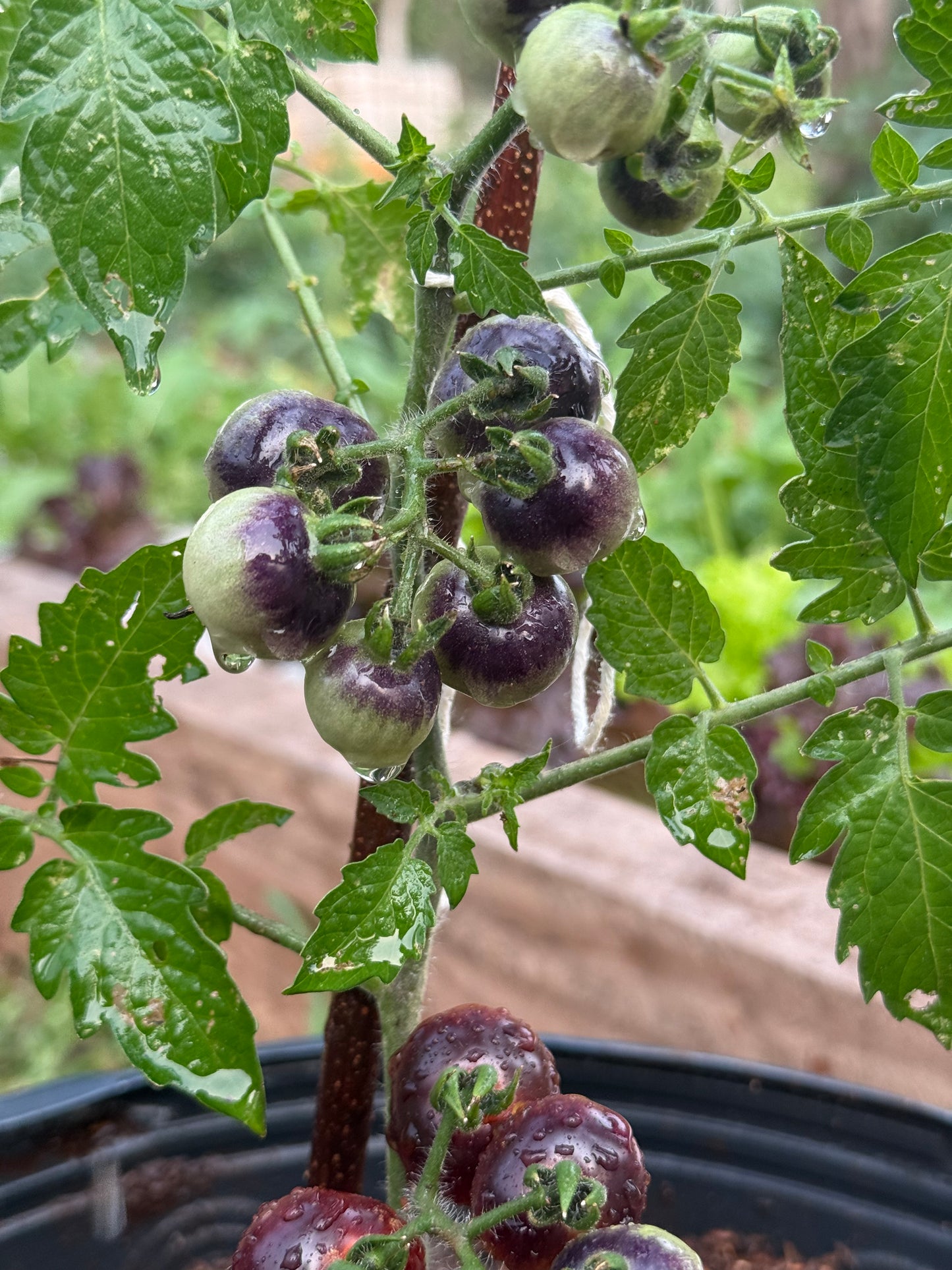 Planta de Tomate Blue Cherry