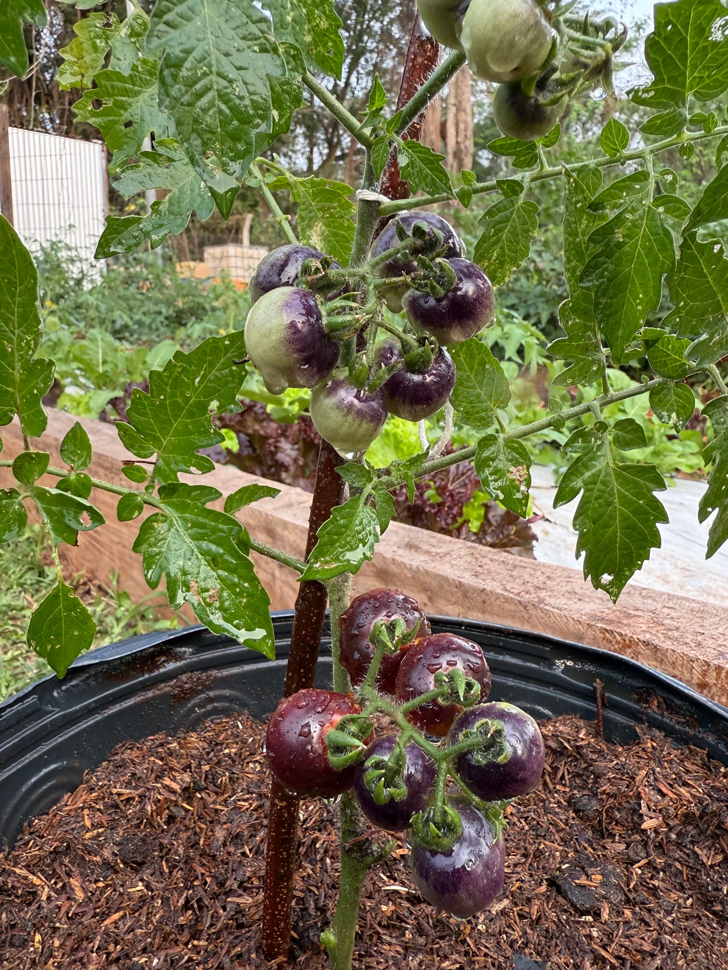 Planta de Tomate Blue Cherry