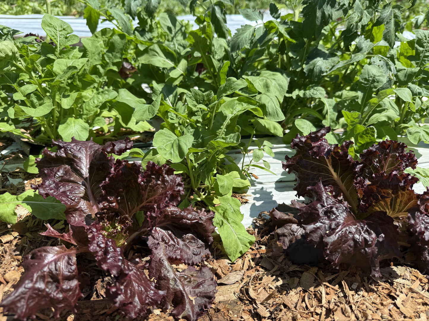 Plantines de Lechuga Morada
