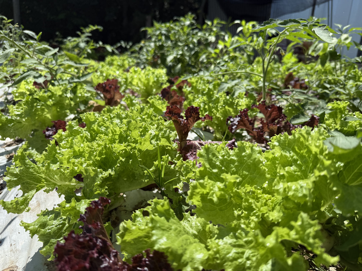 Plantines de Lechuga Verde
