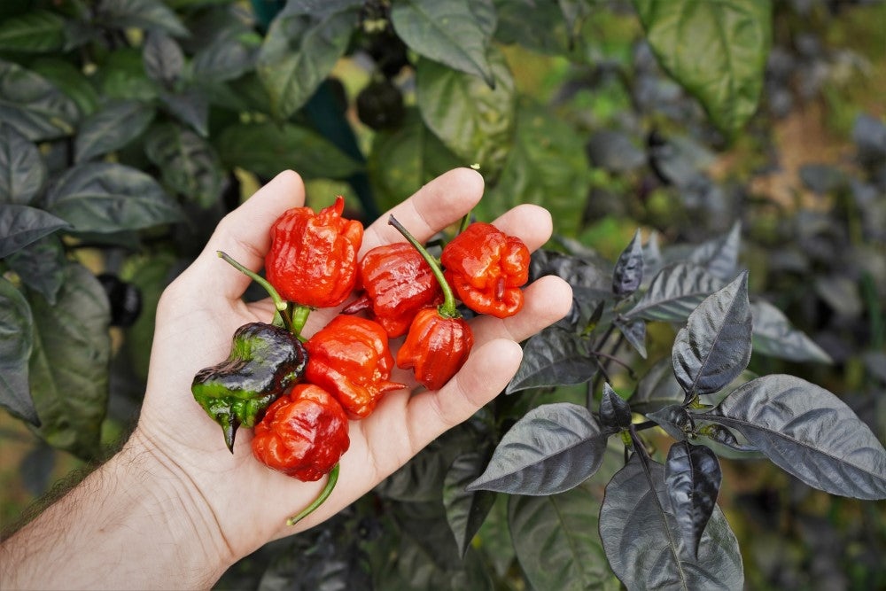 Planta de Ají Carolina Reaper