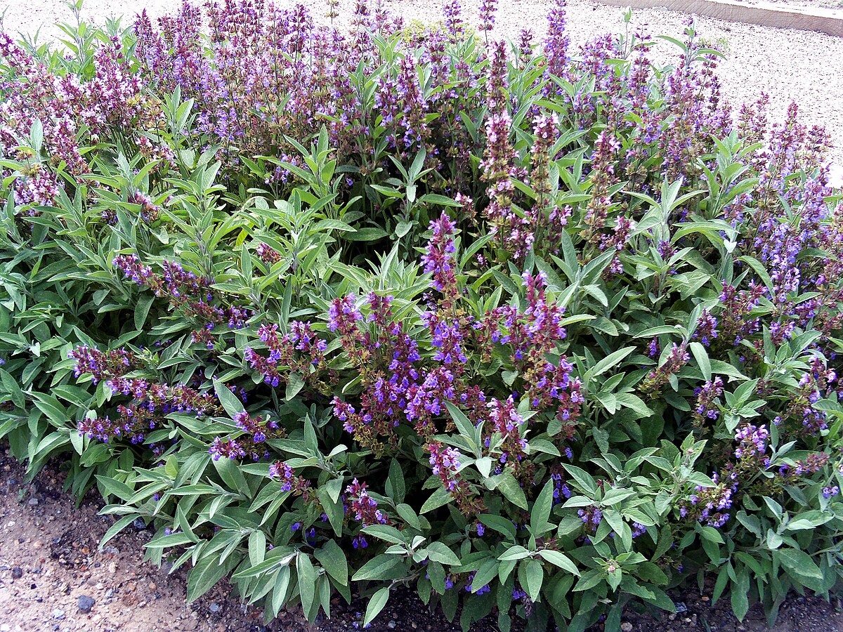Planta de Salvia