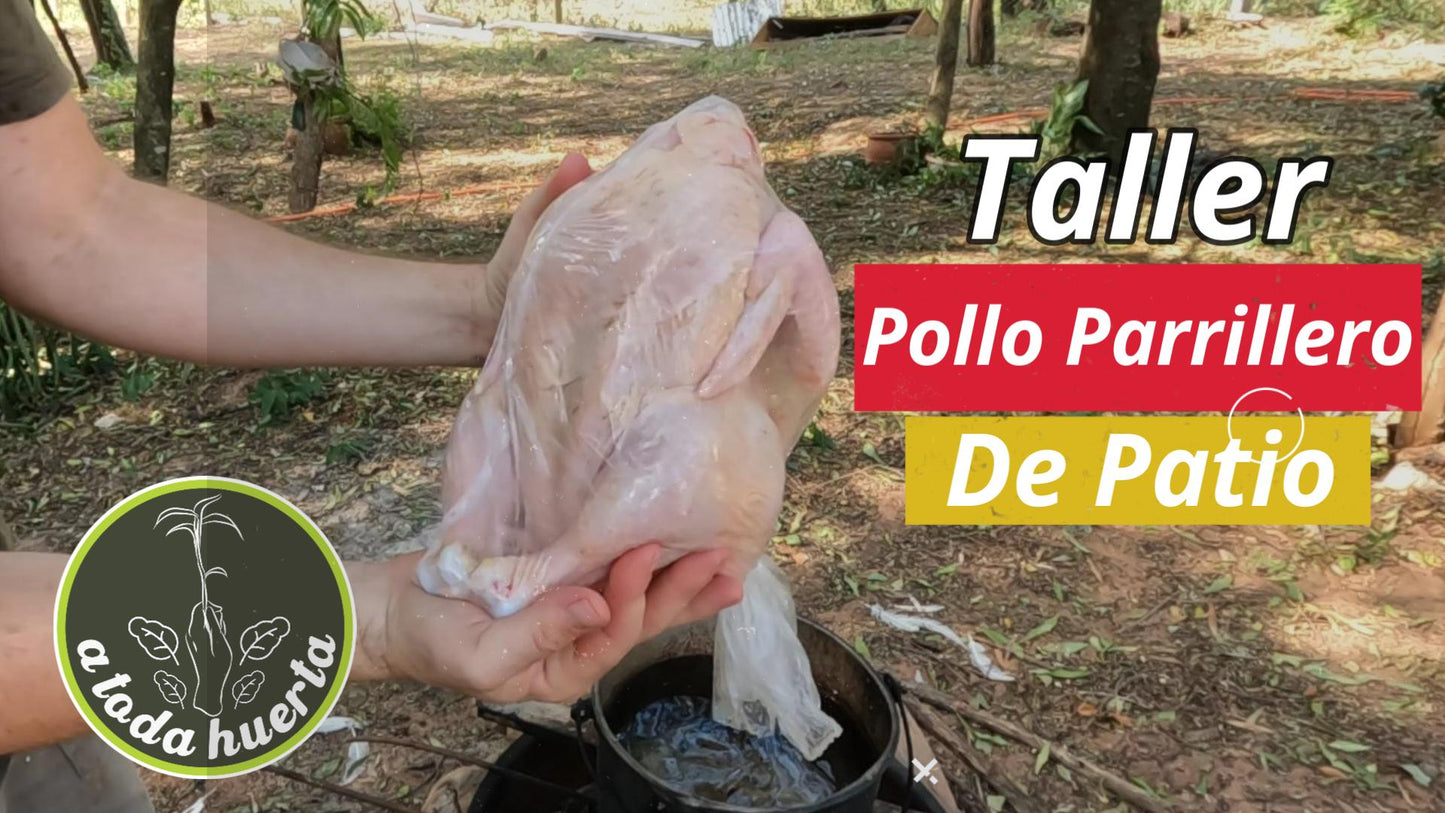 Taller Pollos Parrilleros de Patio