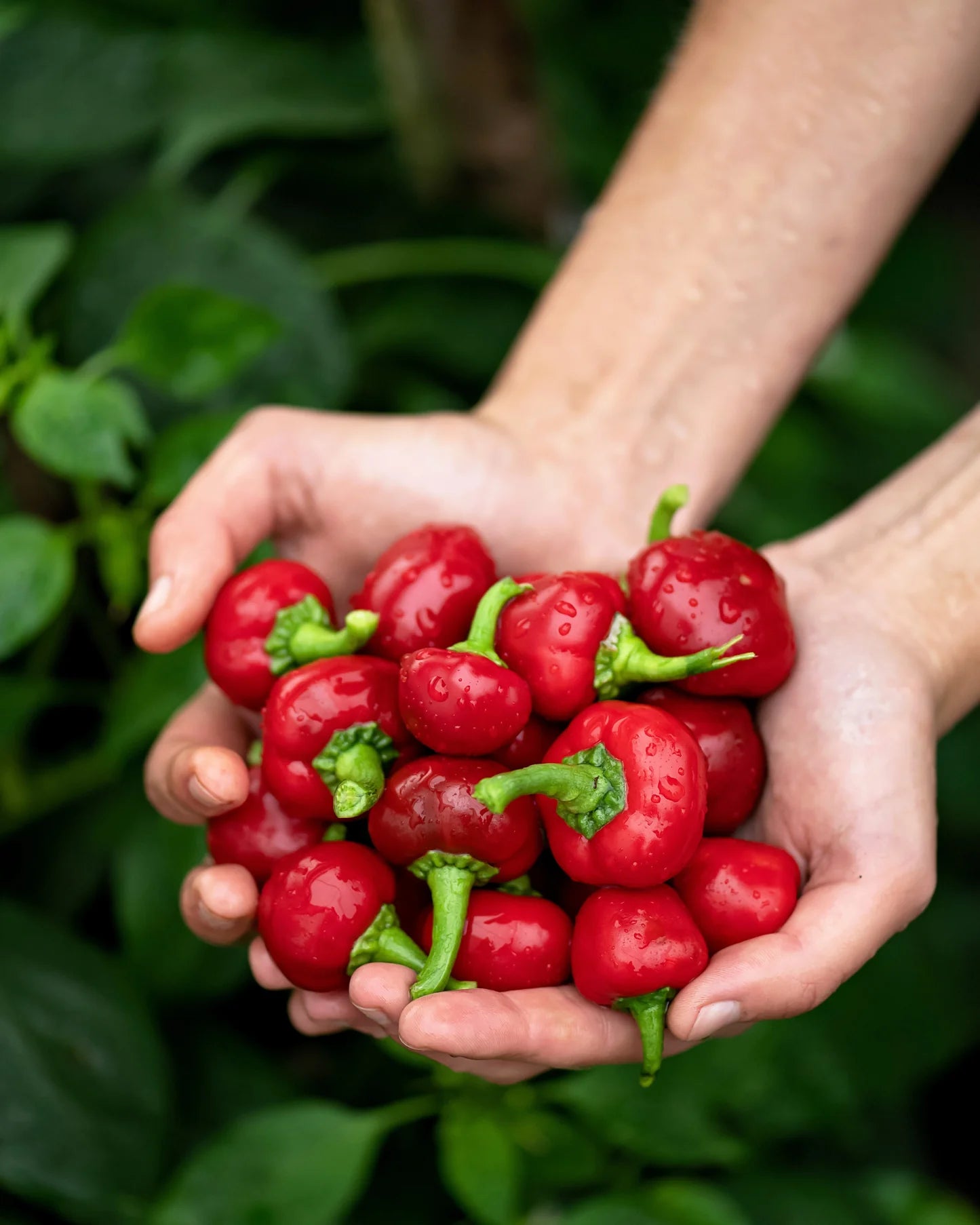Planta de Ají Red Cherry