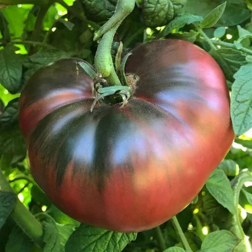 Planta de Tomate Cherokee Purple
