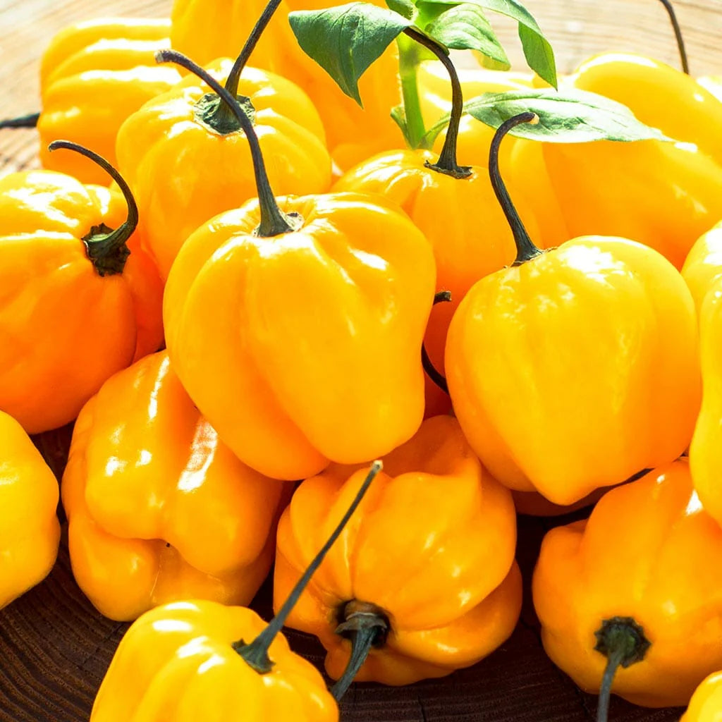 Planta de Ají Yellow Habanero
