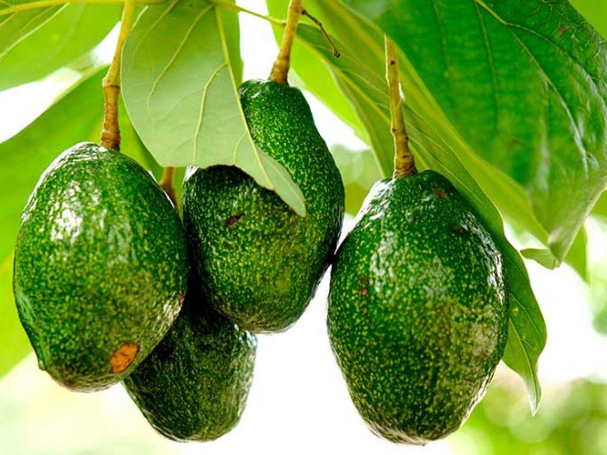 Árbol de Aguacate