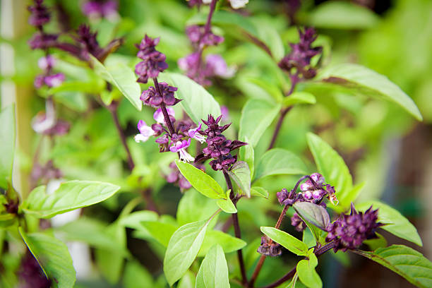 Planta de Albahaca Thai