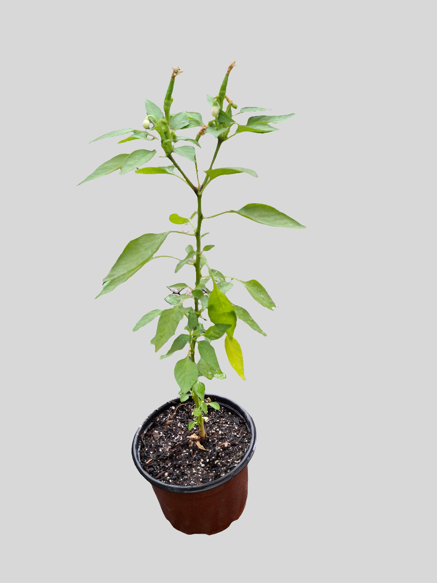 Planta de Ají Green Jalapeño