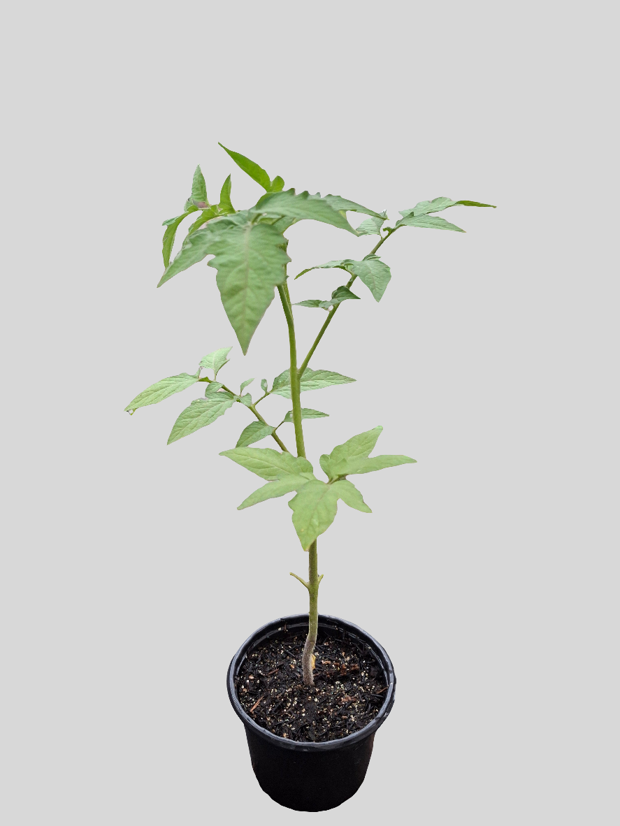 Planta de Tomate Perita