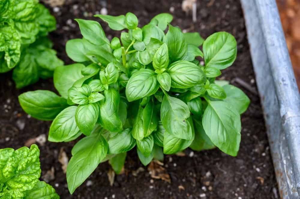 Plantín de Albahaca Sweet Genovese