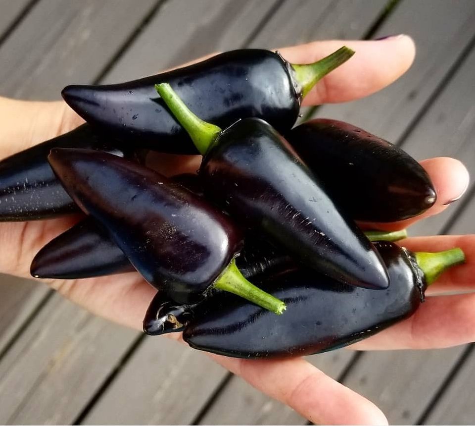 Planta de Ají Black Hungarian